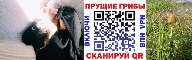 blacksprut ТОР  Ухта  Галлюциногенные грибы Psilocybine cubensis 